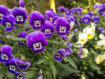 Close-up of purple flowering plants