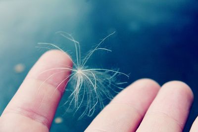 Close-up of dandelion seed on cropped hand