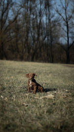 Portrait of dog running on field