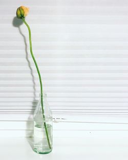 Flower in glass bottle against window
