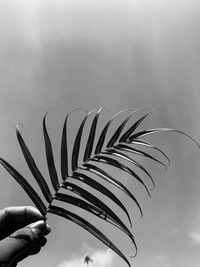 Close-up of hand holding plant