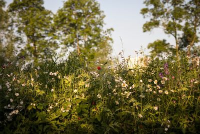 Close-up of poppy flowers growing in field