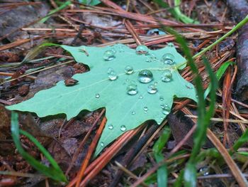 Close-up of wet plant