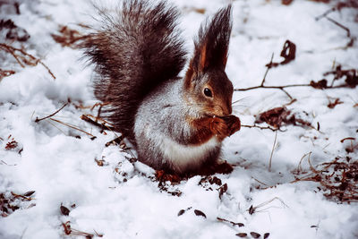 Close-up of squirrel on snow during winter