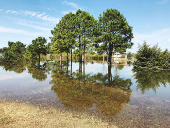 Flood water reflections of trees against sky