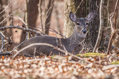 Portrait of deer in a forest