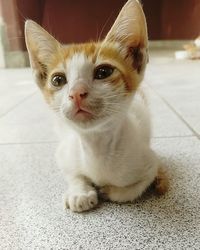 Portrait of cat sitting on floor