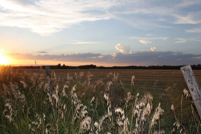 Scenic view of agricultural field against sky during sunset