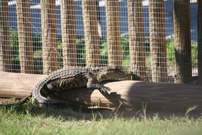 Alligator in zoo