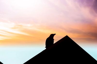 Low angle view of silhouette bird perching on orange sky