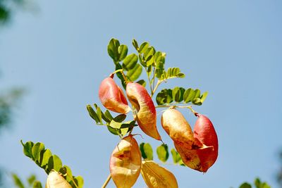 Low angle view of fruits growing on plant against sky