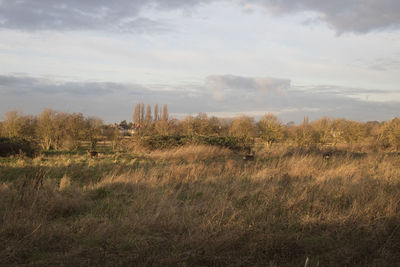 Trees on field against sky