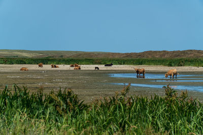 View of horses on grassy field against clear sky