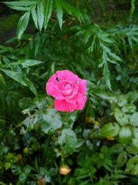 Close-up of pink rose