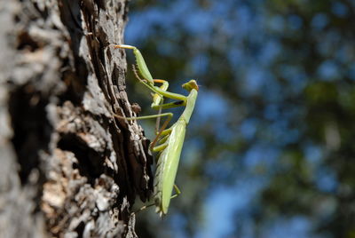 Close-up of parying mantis on tree trunk