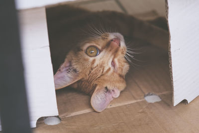 Close-up of portrait of cat in cardboard box