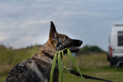 Dog looking away outdoors