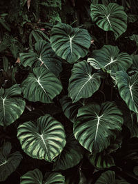 Full frame shot of green leaves