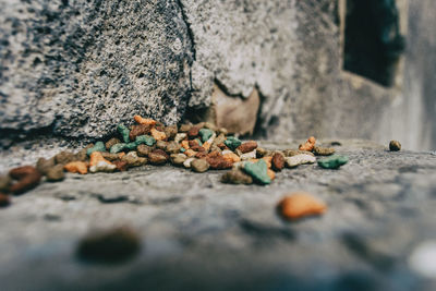 Close-up of fallen leaves on wall