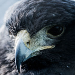 Close-up portrait of owl