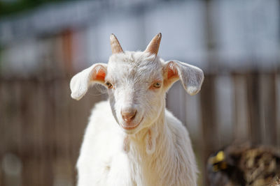 Close-up of goat