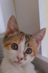 Close-up portrait of cat