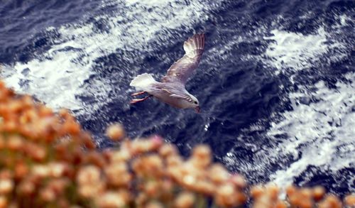 Close-up of bird flying over water