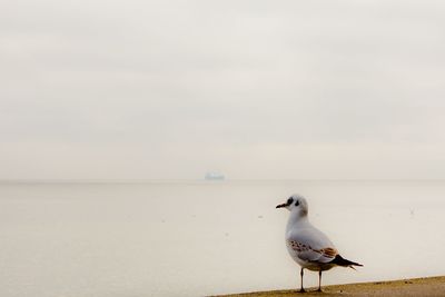 Seagull perching on a sea