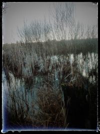 Close-up of grass in water