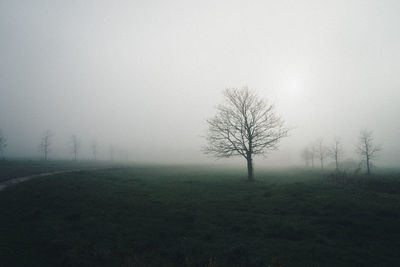 Bare trees on field against clear sky