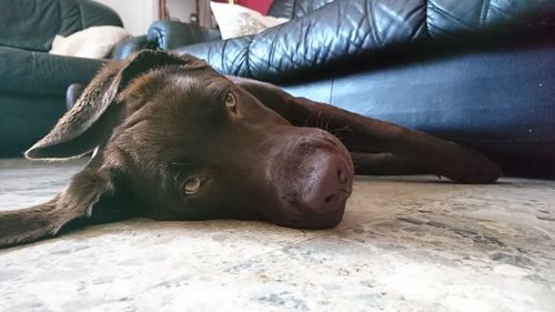 Close-up portrait of dog resting at home