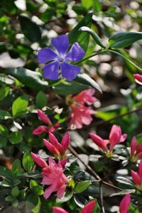 Close-up of purple flowers