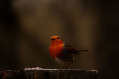 Close-up of bird perching on leaf