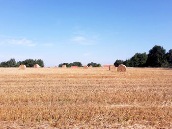 Hay bales on field