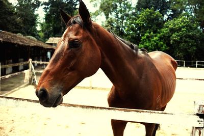 Horse in stable