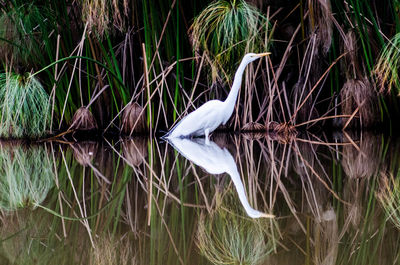 Close-up of swan on lake