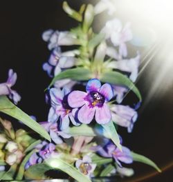 Close-up of purple flowers