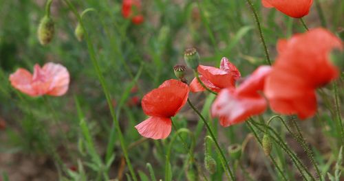 Close-up of red poppy flowers growing on field