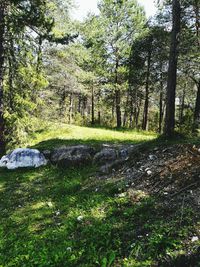 Trees in forest