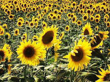 Sunflowers blooming on field