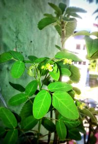 Close-up of fresh green leaves