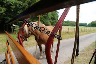 Horse cart in ranch