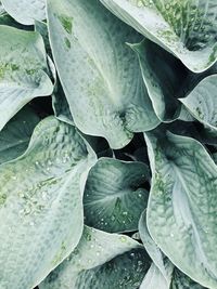 Full frame shot of wet leaves