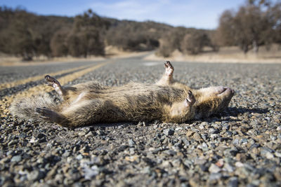 Low angle view of squirrel run over on a country road on a sunny day.