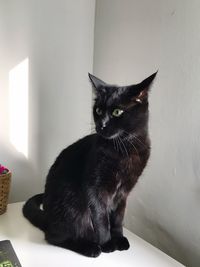 Portrait of black cat sitting against wall