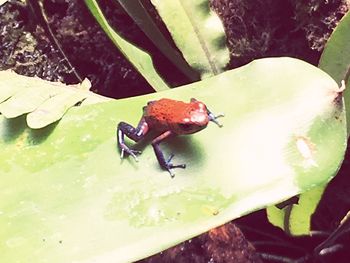 Close-up of insect on leaf