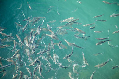 High angle view of fishes swimming in sea