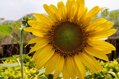 Close-up of sunflower