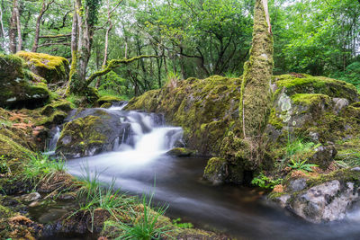 Stream flowing through rocks in forest