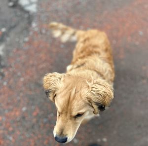 Close-up of dog